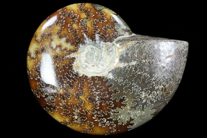 Polished, Agatized Ammonite (Cleoniceras) - Madagascar #76093